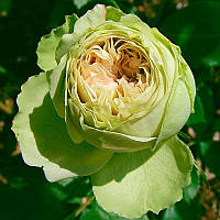 Саджанці спрей троянди Лавлі Грін (Rose Lovely Green)
