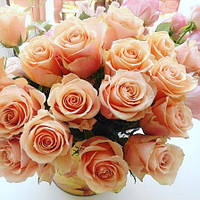 Саджанці чайно-гібридної троянди Прімавера (Rose Primavera)