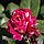 Саджанці чайно-гібридної троянди Романза (Rose Romanza), фото 2