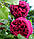 Саджанці англійської троянди Фальстаф (Rose Falstaff), фото 2