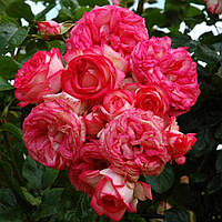 Саджанці плетистої троянди Антик (Rose Antik)