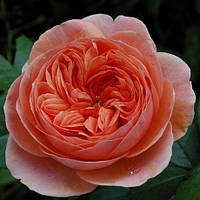 Саджанці кущової троянди Чіппендейл (Rose Chippendale)