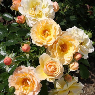 Саджанці троянди флорибунда Мері Ребекка (Rose Rebecca Mary)