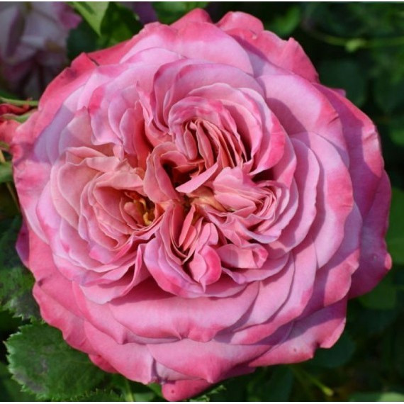 Саджанці кущової троянди Агнес Шиллингер (Rose Agnes Schilliger)