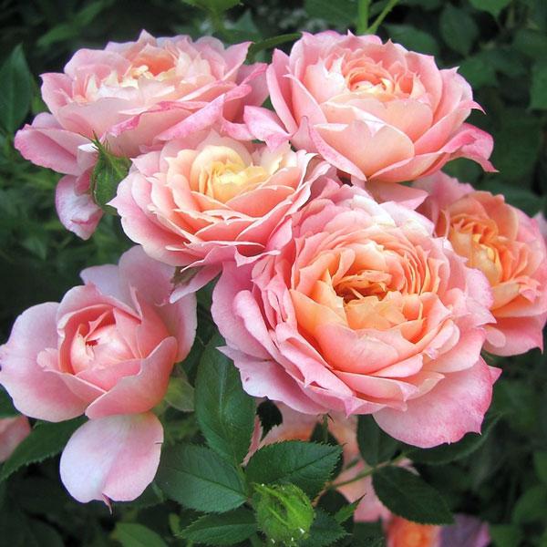 Саджанці троянди флорибунда Бріоза (Rose Briosa) - фото 1 - id-p1051229859