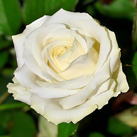 Саджанці чайно-гібридної троянди Аваланч (Rose Avalanche)