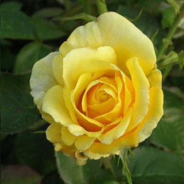Саджанці чайно-гібридної троянди Іліос (Rose Ilios), фото 1