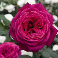 Саджанці чайно-гібридної троянди Йоганн Вольфганг фон Гете (Rose Johann Wolfgang von Goethe)