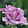 Саджанці чайно-гібридної троянди Кул Вотер (Rose Cool Water), фото 4