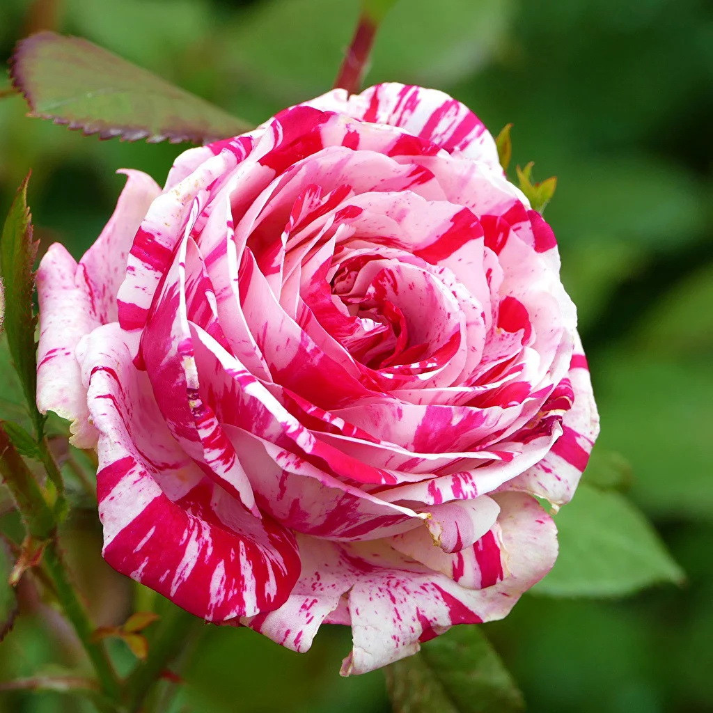 Саджанці чайно-гібридної троянди Сатіна (Rose Chaim Soutine)
