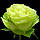 Саджанці чайно-гібридної троянди Супер Грін (Rose Super Green), фото 4
