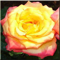 Саджанці троянди флорибунда Конфетті (Rose Confetti)
