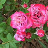 Саджанці бордюрної троянди - Лавендер Кордана (Rose Lavender Kordana)