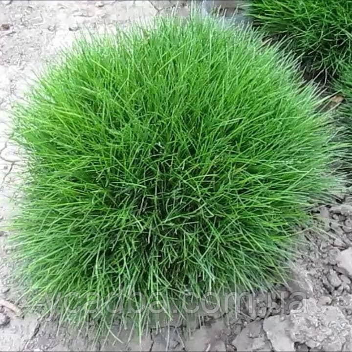 Вівсяниця Гаутера Готьє (горщик 0,5л), фото 1