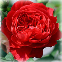 Роза английская Бенджамин Бриттен (Benjamin Britten)