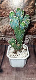 Кактус Цереус перуанський горщечне рослина, фото 2