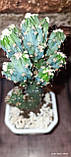 Кактус Цереус перуанський горщечне рослина, фото 3