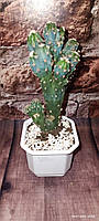 Кактус Цереус перуанский горшечное растение