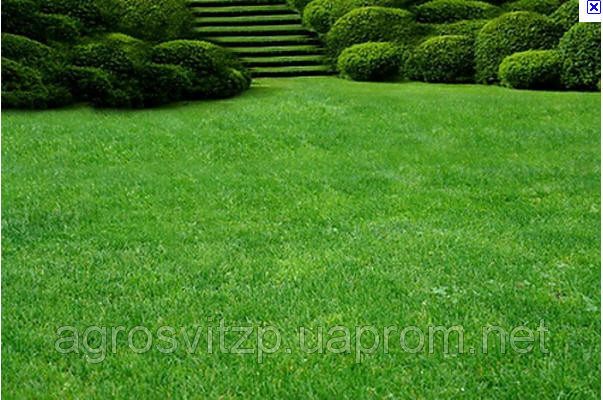 Королівський газон - сверхкрасивый газон від виробника Німеччини