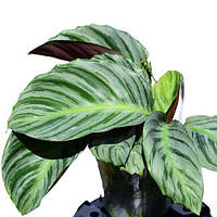 Калатея Calathea magnifica