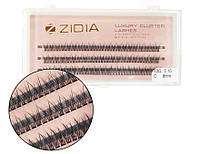 Zidia Cluster lashes fish tail 12D C 0.10 (3 стрічки, розмір 8 mm)