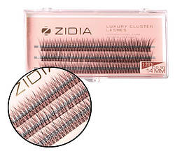 Zidia Cluster lashes fish tail 12D C 0.10 (3 стрічки, розмір 14 mm)