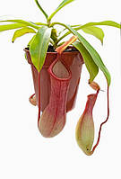 Рослина хижак Непентес Алата AlienPlants Nepenthes Alata Plants (SUN005CP)