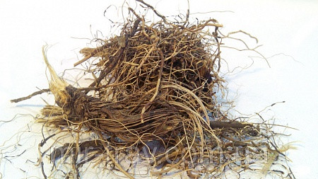 Левзея кореневища