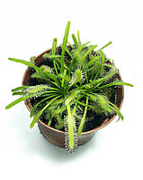 Рослина хижака Росянка Капська AlienPlantts Drosera Capensis