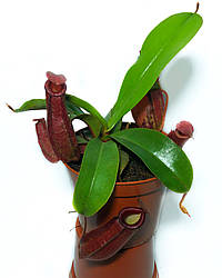 Рослина хижак Непентес Кривава Мері AlienPlantts Nepenthes Bloody Merry