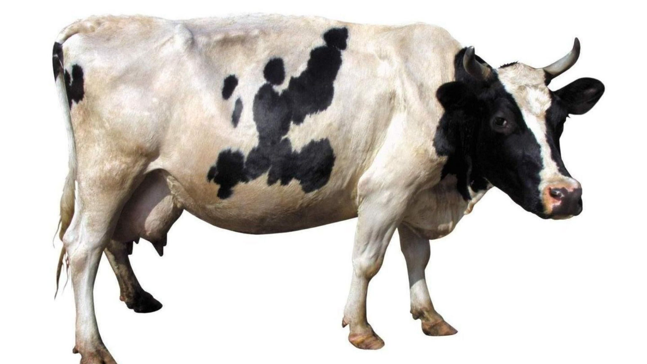Пробиотик для животноводства коровы, свиньи, козы, овцы, лошади и др 500 мл - фото 4 - id-p1641452914