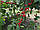 Саджанці вишні Лотівка (Англійська Морель), фото 2