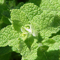 М`ята Яблучна, Mentha