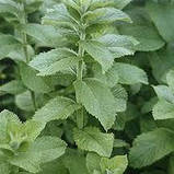М`ята Яблучна, Mentha, фото 3