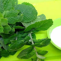 М`ята Дюшес, Mentha