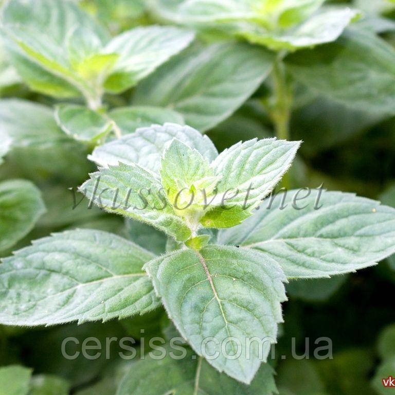 М`ята Евкаліптова, Mentha