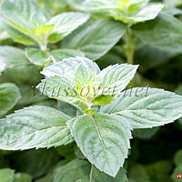 М`ята Евкаліптова, Mentha