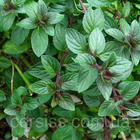М`ята Шоколадна, Mentha, фото 1