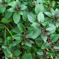 М`ята Шоколадна, Mentha