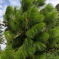 Сосна Юньнанська, Pinus yunnanensis