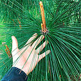 Сосна Юньнанська, Pinus yunnanensis, фото 2