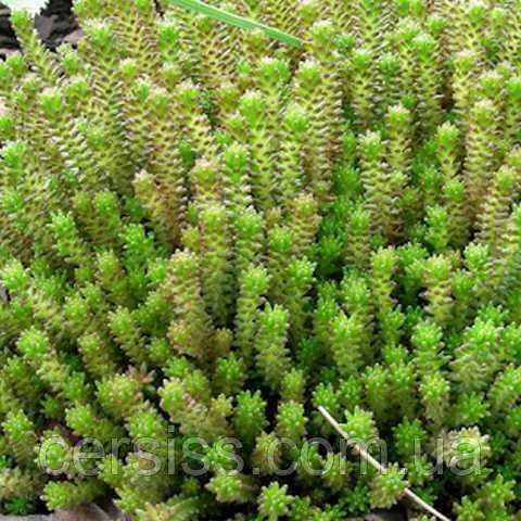 Саджанці Очиток Шестирядний, Sedum sexangulare, фото 1
