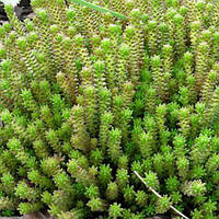 Саджанці Очиток Шестирядний, Sedum sexangulare