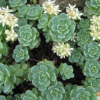 Очиток Толстоветвистый, Sedum pachyclados