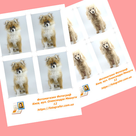 Срочное фото животных на документи в фотомагазине Киев - фото 1 - id-p1654132182