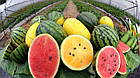 Кавун Суміш Длиннных і Овальних сортів Вдалий врожай 10 г, фото 3