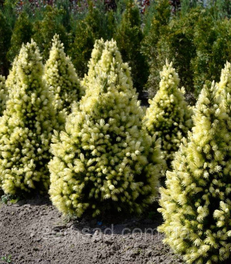 Ялина канадська Ренбоуз Енн \ Picea Conica Rainbow's End ( С2л саджанці)