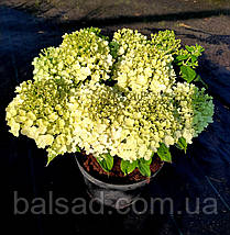Гортензія волотиста Пандора / С20 / Hydrangea Pandora, фото 5
