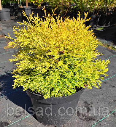Туя західна Рейнголд / h 20-30 / Thuja occidentalis Rheingold, фото 3
