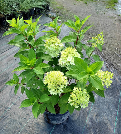 Гортензія волотиста Мохіто / С7,5 / Hydrangea paniculata Mojito, фото 2